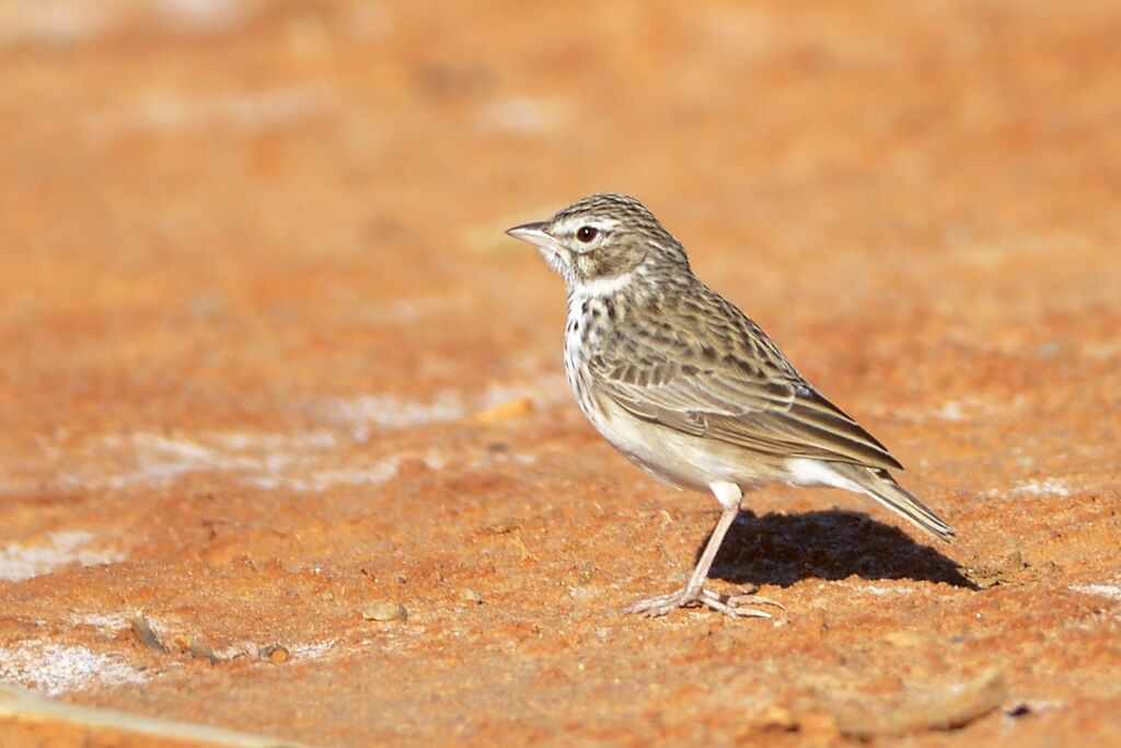 Madagascan Larkadult