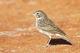 Madagascar Lark