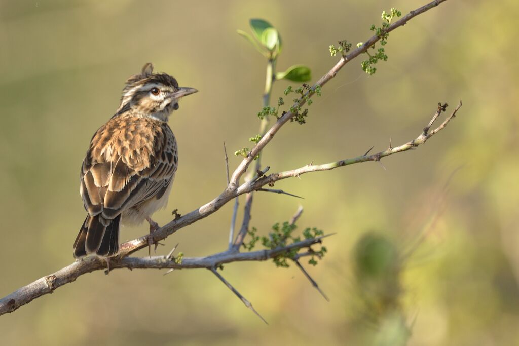 Sabota Larkadult, identification