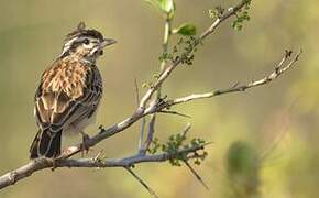 Sabota Lark