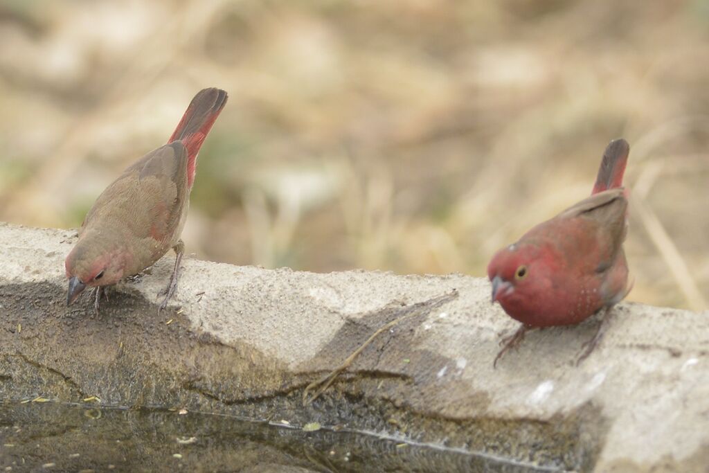 Red-billed Firefinch female, drinks