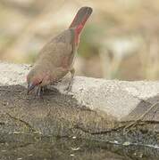 Red-billed Firefinch