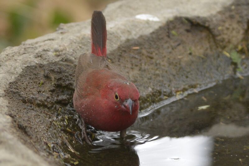 Red-billed Firefinch male, drinks