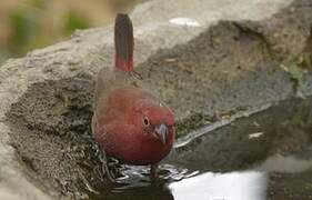 Red-billed Firefinch