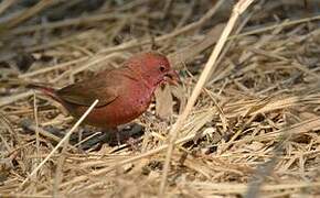 Red-billed Firefinch