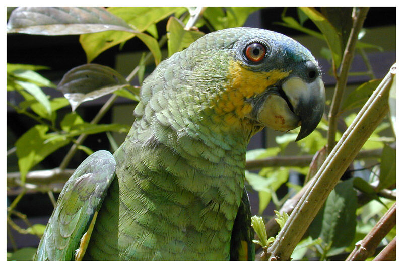 Orange-winged Amazonadult