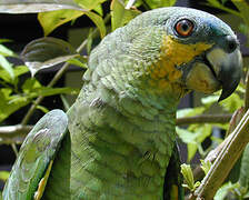 Orange-winged Amazon