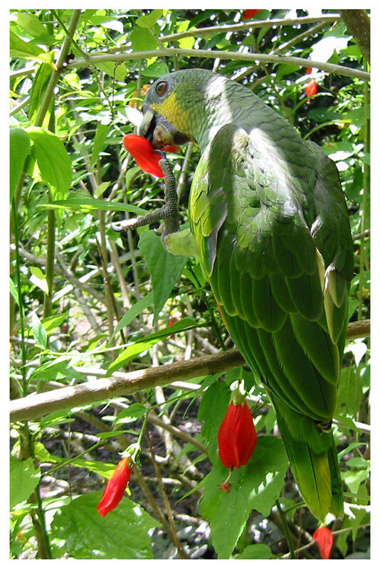 Orange-winged Amazonadult