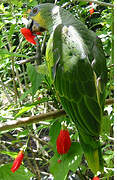 Orange-winged Amazon