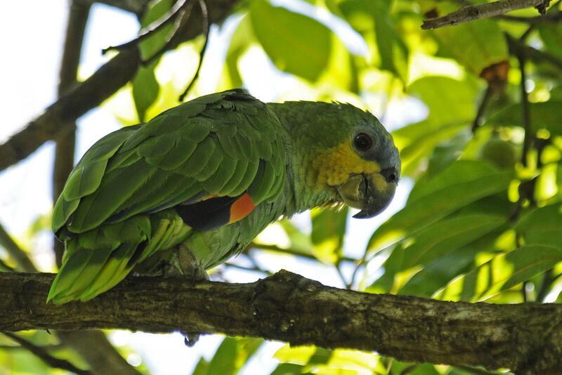 Orange-winged Amazonadult, identification