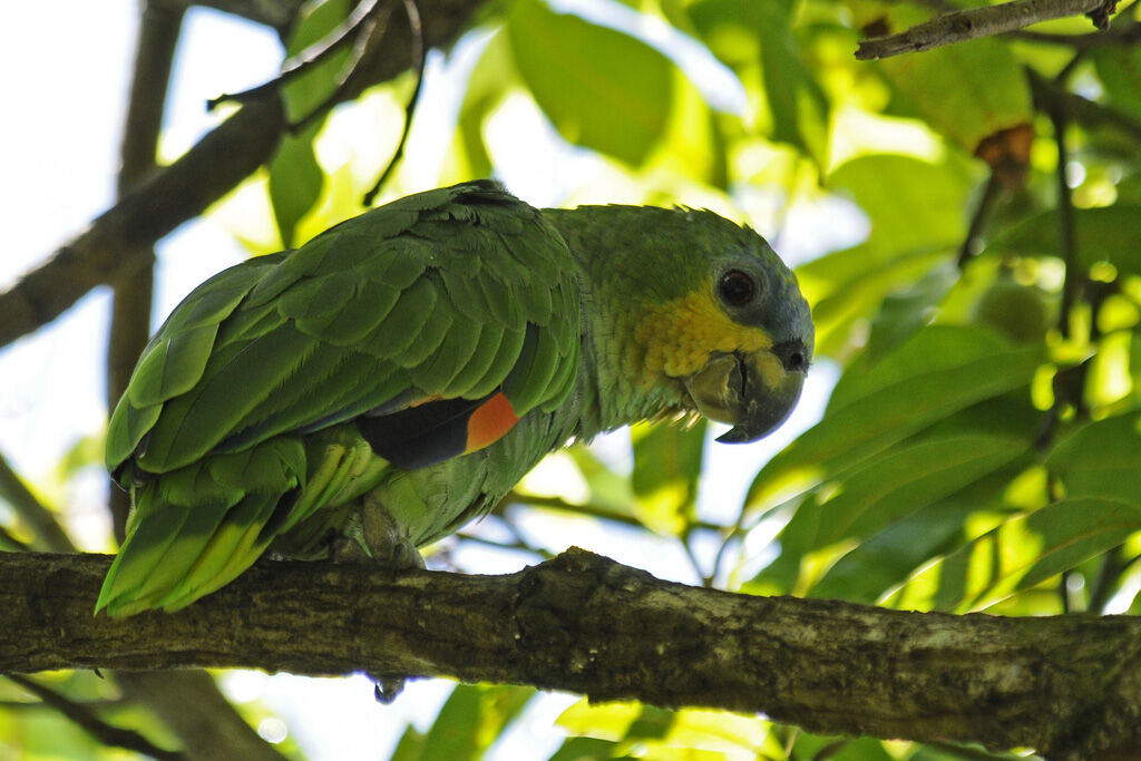 Amazone aourouadulte, identification