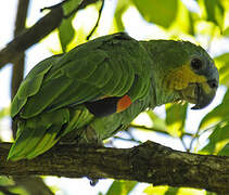 Orange-winged Amazon