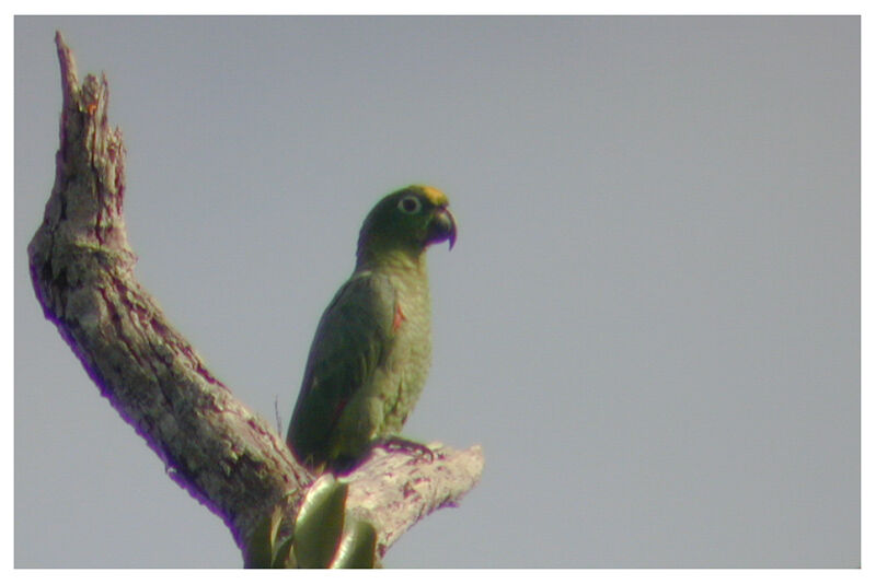 Southern Mealy Amazonadult