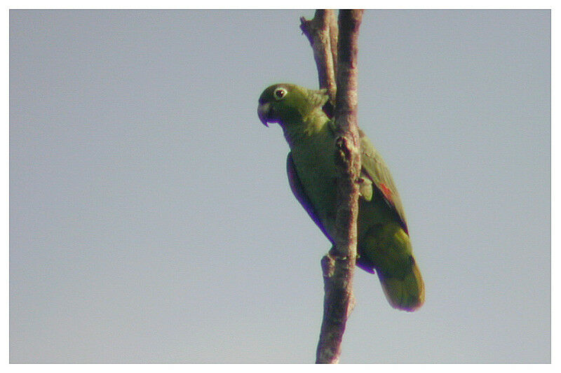 Amazone poudrée