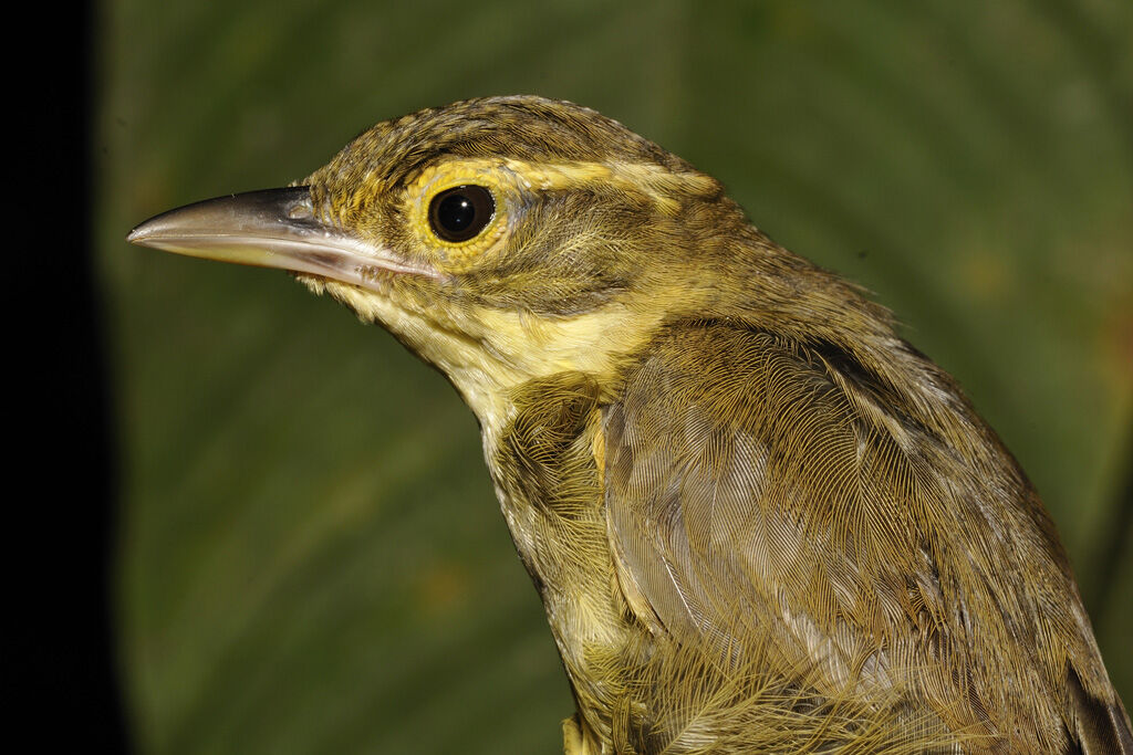 Rufous-rumped Foliage-gleaneradult