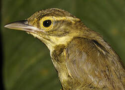 Rufous-rumped Foliage-gleaner