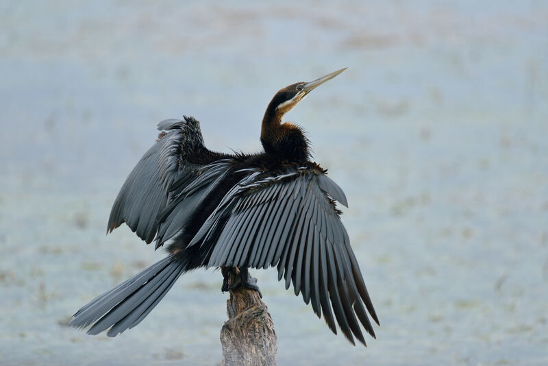 Anhinga d'Afrique, soins