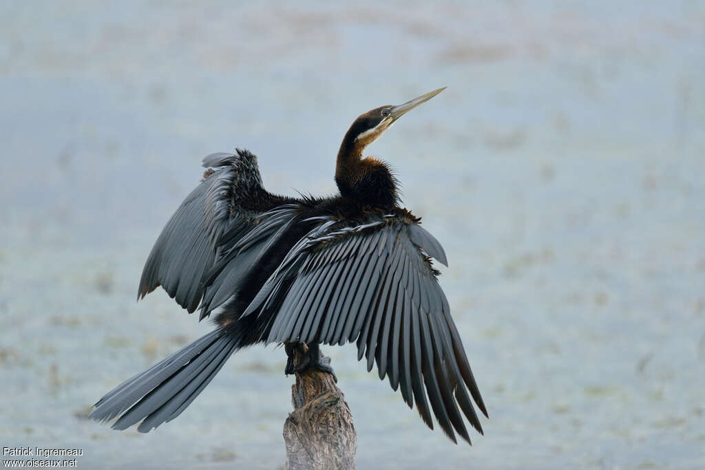Anhinga d'Afrique mâle adulte, identification, soins