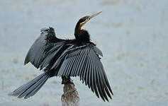 Anhinga d'Afrique