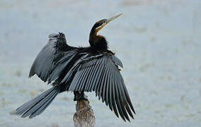 African Darter