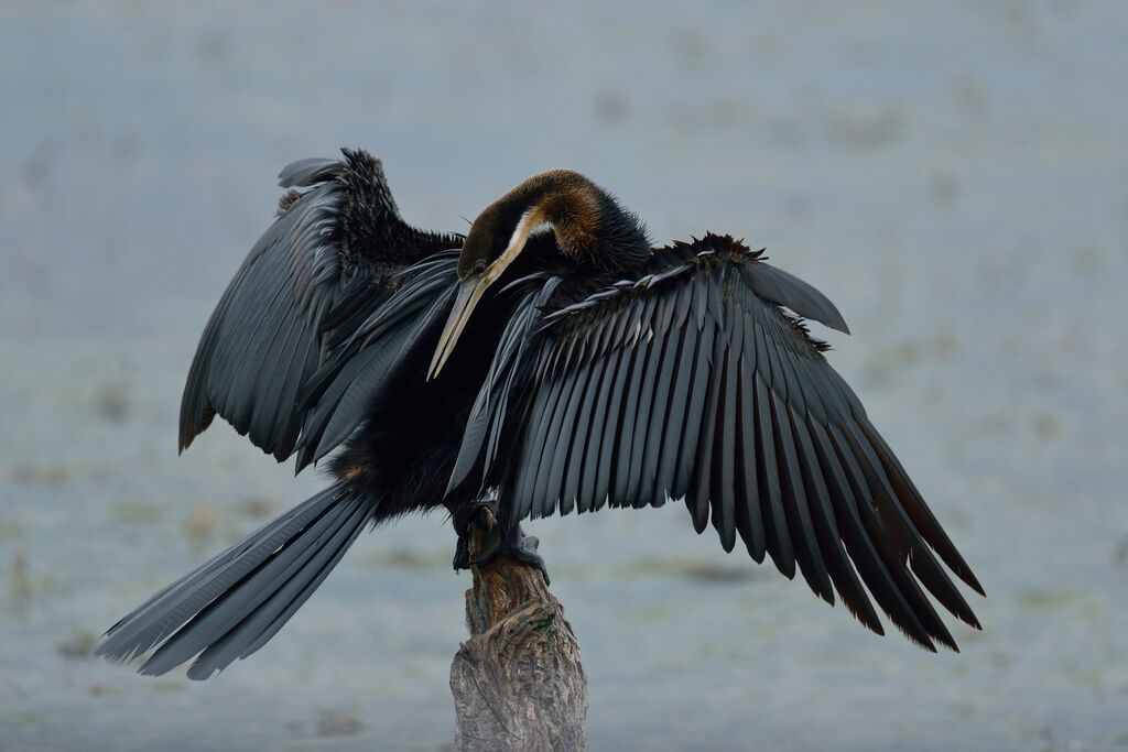 Anhinga d'Afrique, soins