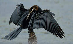 Anhinga d'Afrique