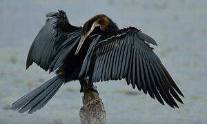 African Darter