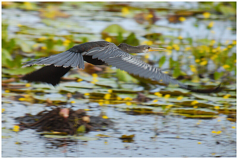 Anhinga d'Amériqueadulte