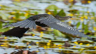 Anhinga d'Amérique