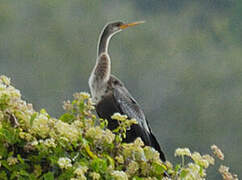 Anhinga