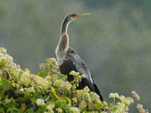 Anhinga d'Amérique