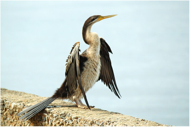 Anhinga d'Australie femelle adulte