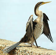 Anhinga d'Australie