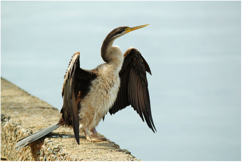 Anhinga d'Australie femelle adulte