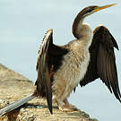 Anhinga d'Australie