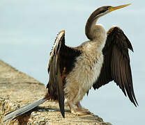 Anhinga d'Australie