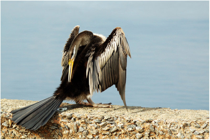 Australasian Darter female adult