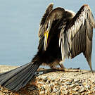 Anhinga d'Australie