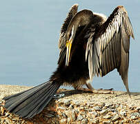 Australasian Darter