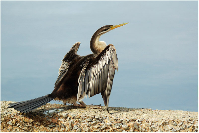 Australasian Darter female adult