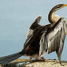 Anhinga d'Australie