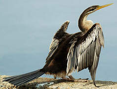 Australasian Darter