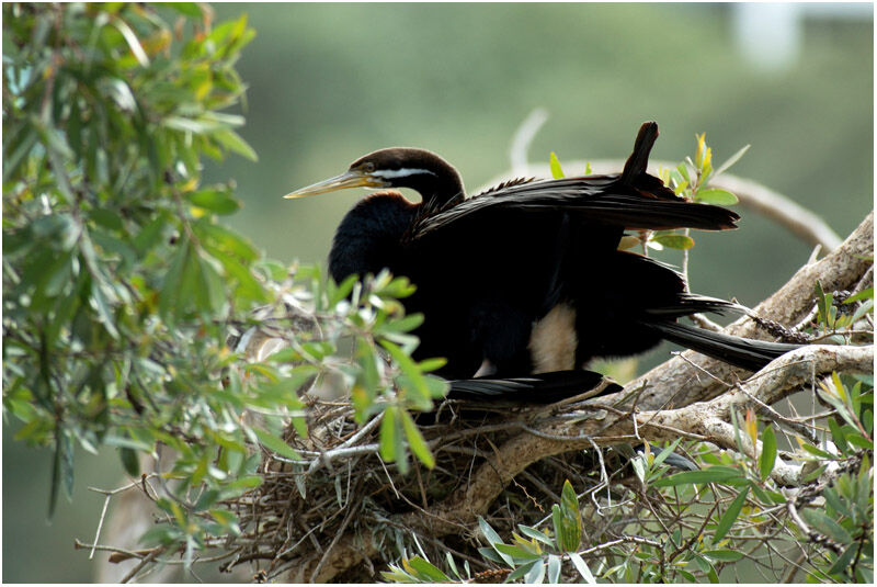 Anhinga d'Australie mâle adulte nuptial