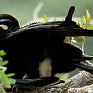 Anhinga d'Australie