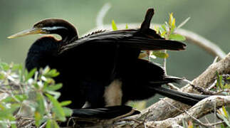 Anhinga d'Australie