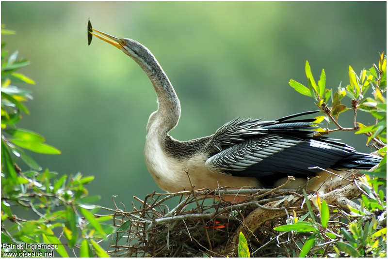 Anhinga d'Australie femelle adulte nuptial, Nidification