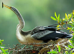 Anhinga d'Australie