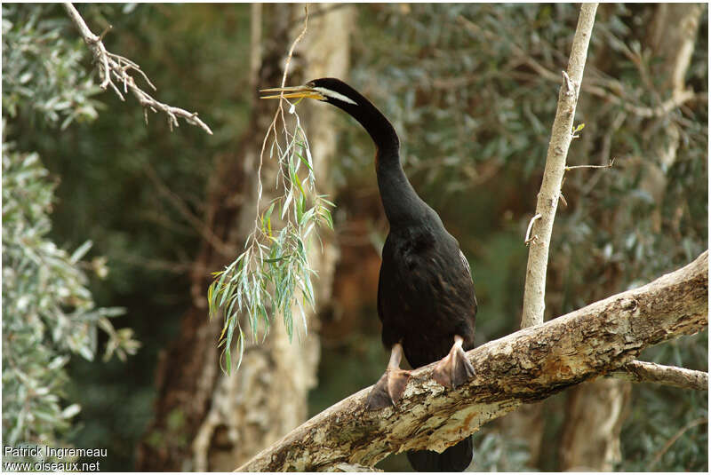 Australasian Darter male adult, Reproduction-nesting