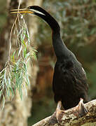 Anhinga d'Australie