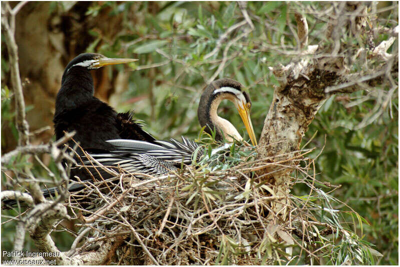 Anhinga d'Australieadulte nuptial, Nidification